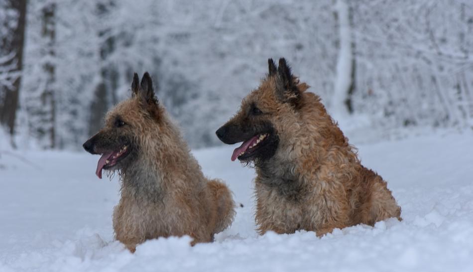 two sheepdogs in the snow