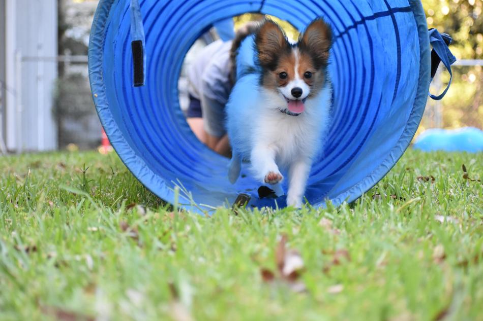 small dogs training