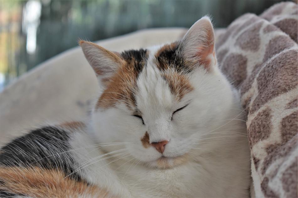 sleeping cute ginger cat