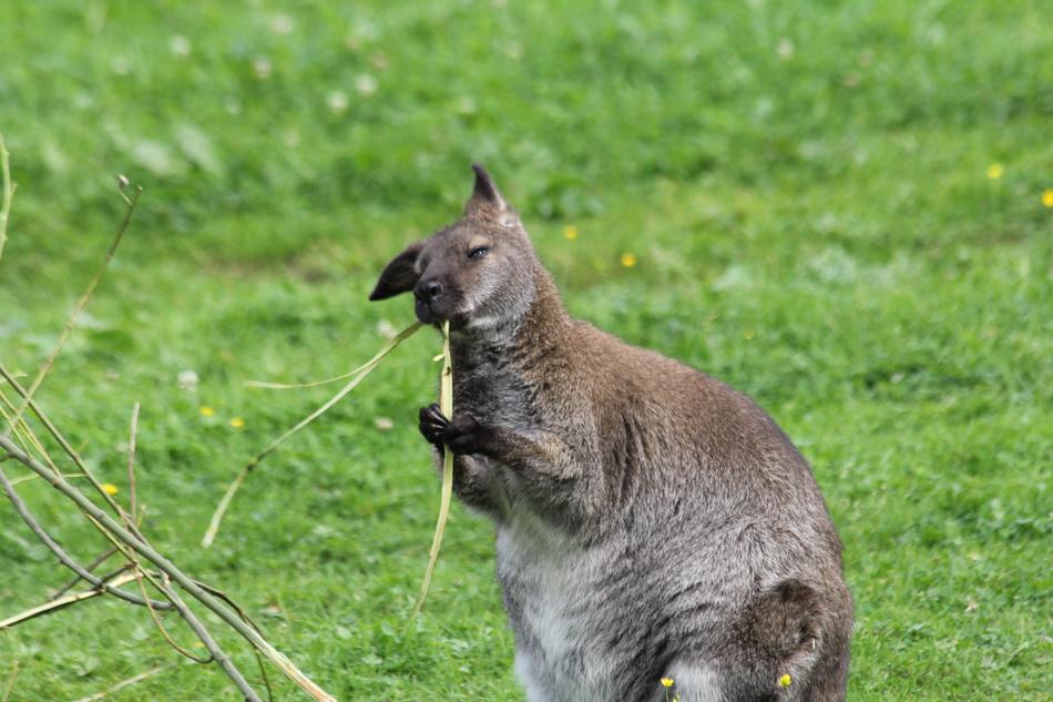 kangaroos in the zoo nature