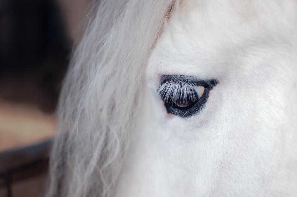 the horse is white with a black look