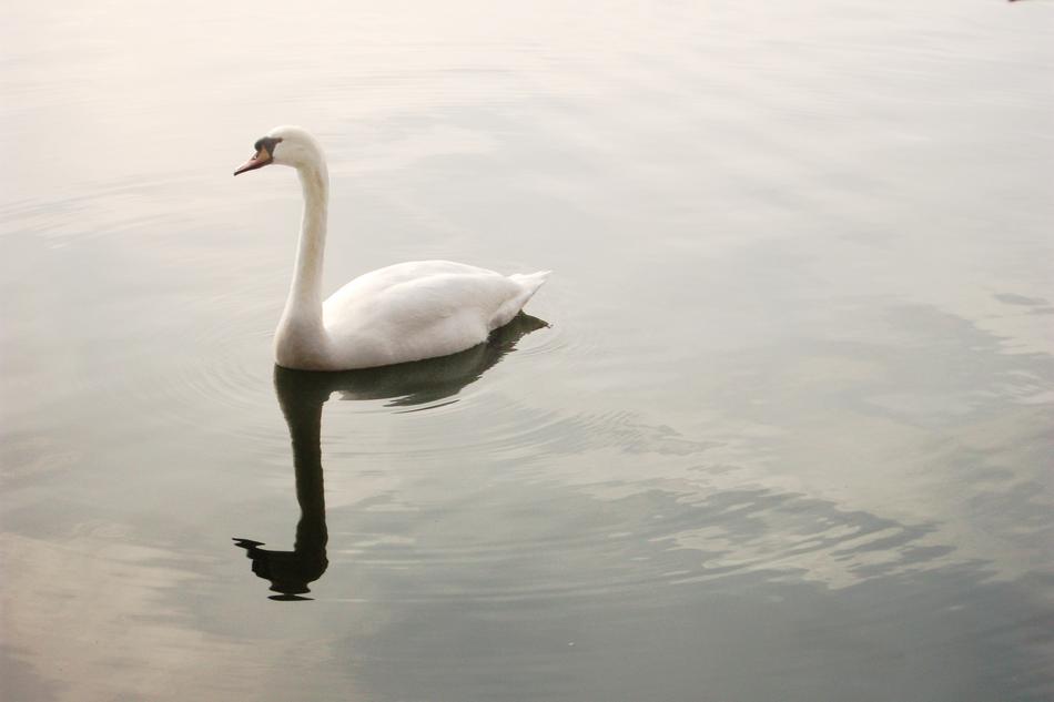 a white swan in a huge lake