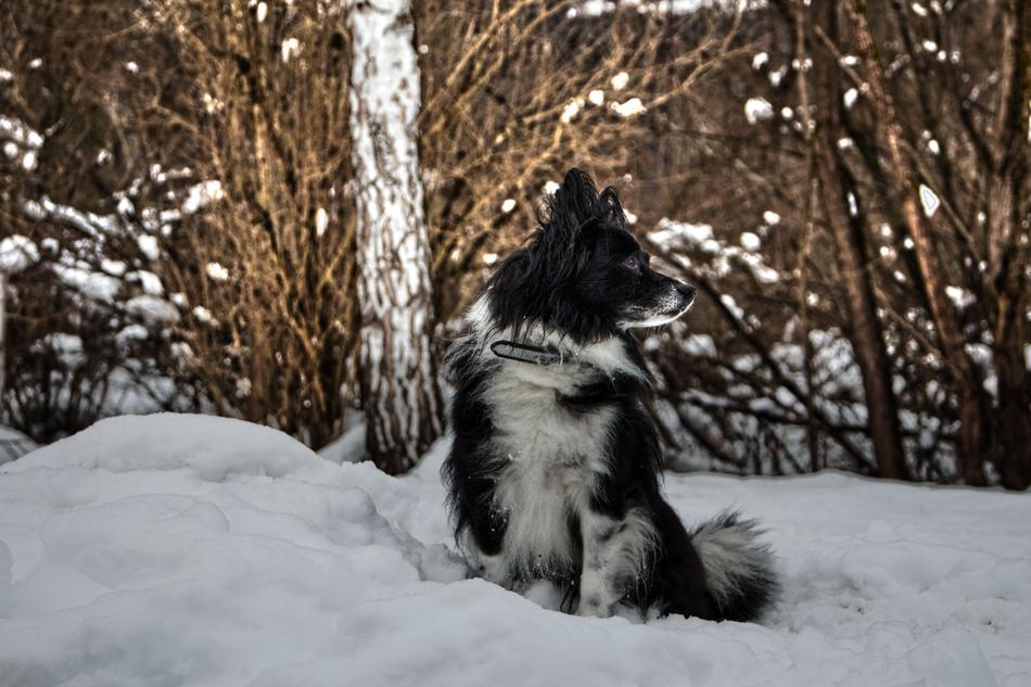 snow cute dog