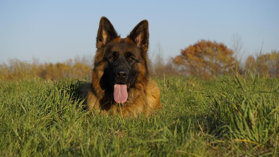 resting dog in the green grass