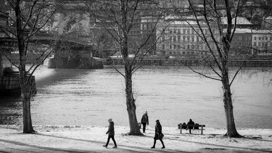 people silhouettes tree view