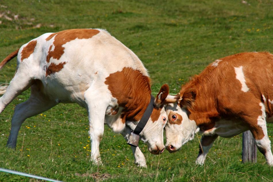 battle of the cows