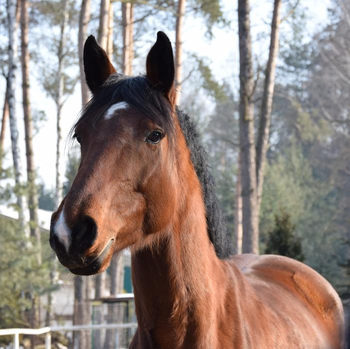brown riding horse