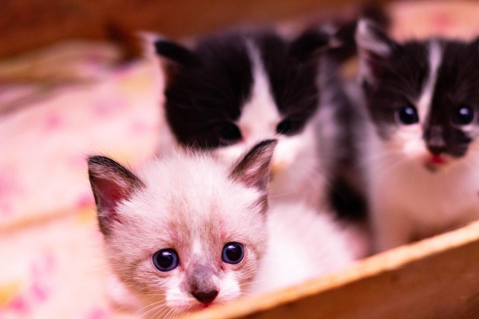 little kittens in a box