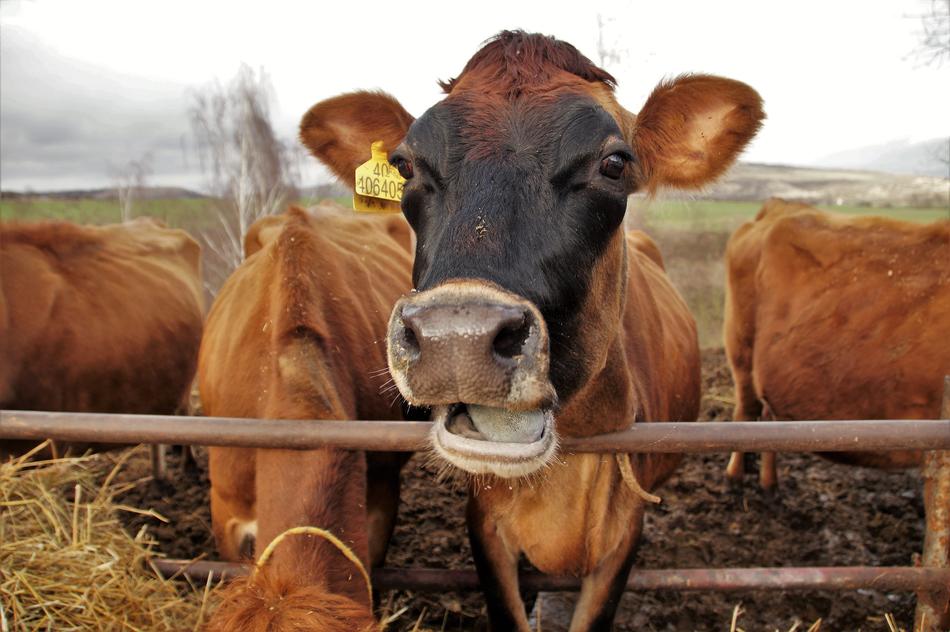 Cow Dairy Economic