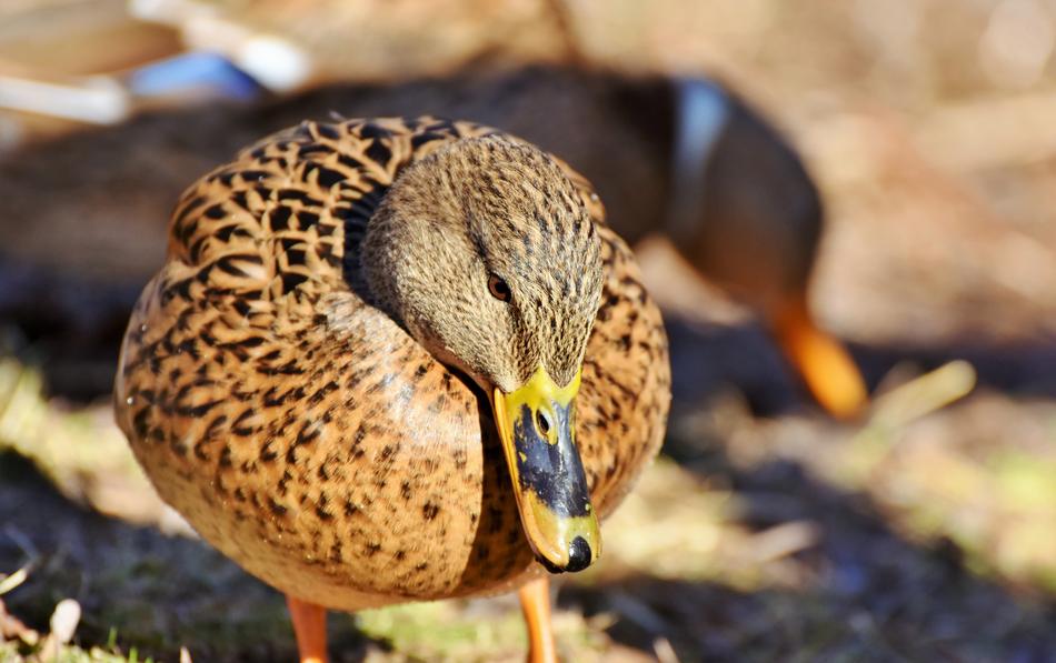 brown duck with a big beak