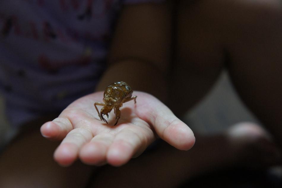 a bug on the girl's arm