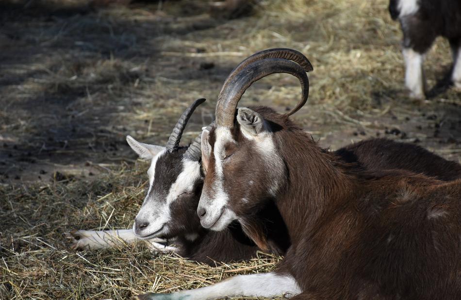 goats are different field view