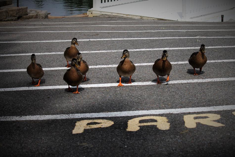 ducks on the road streets