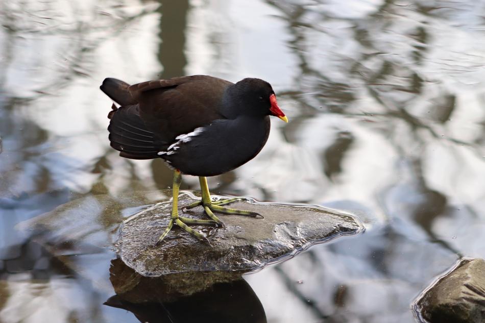 a black duck with a red nose