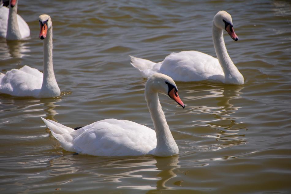white swans in the water