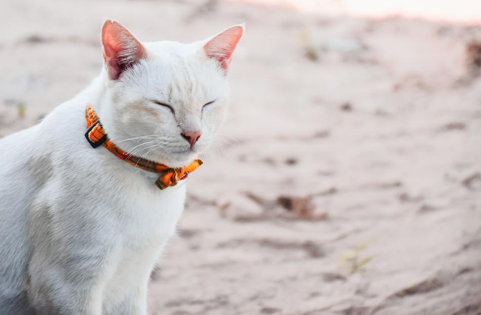 fluffy cat in an orange collar