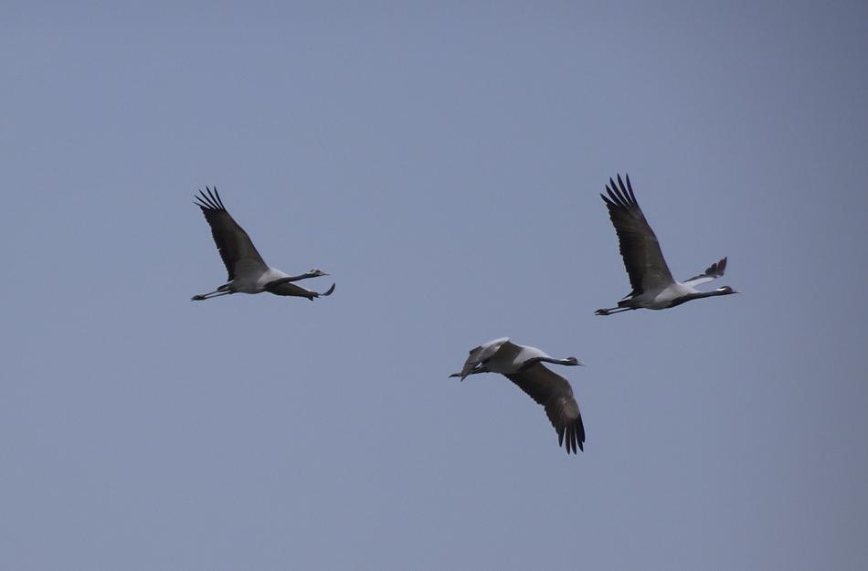 birds a lot sky gray