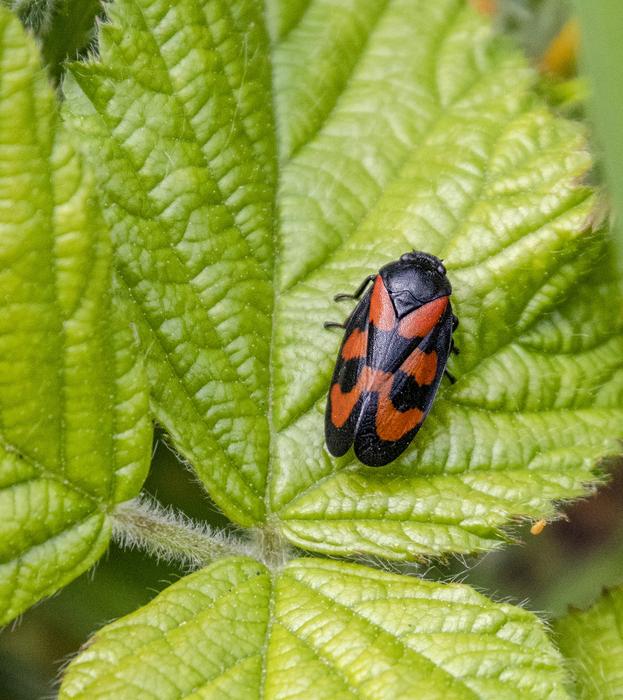 black beetle with red spots