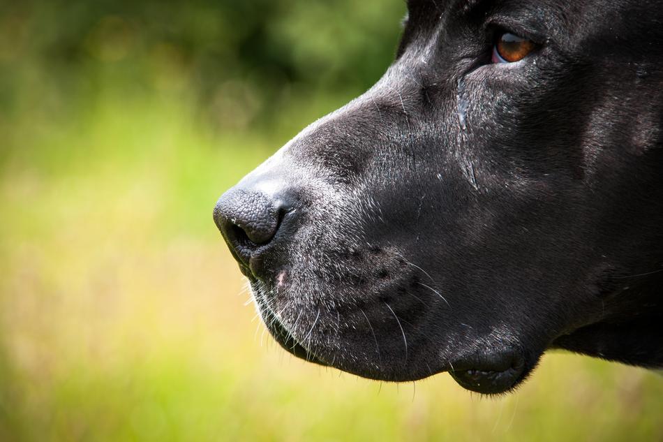 a dog on a green background with a black nose