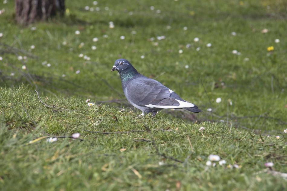 grey blue in green grass
