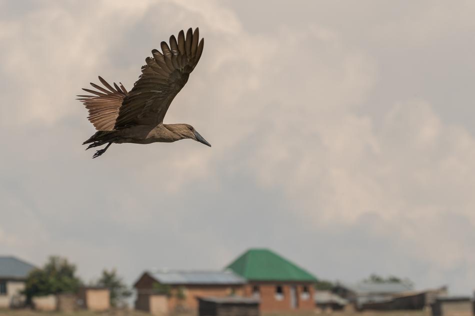 a soaring bird in the boundless sky view