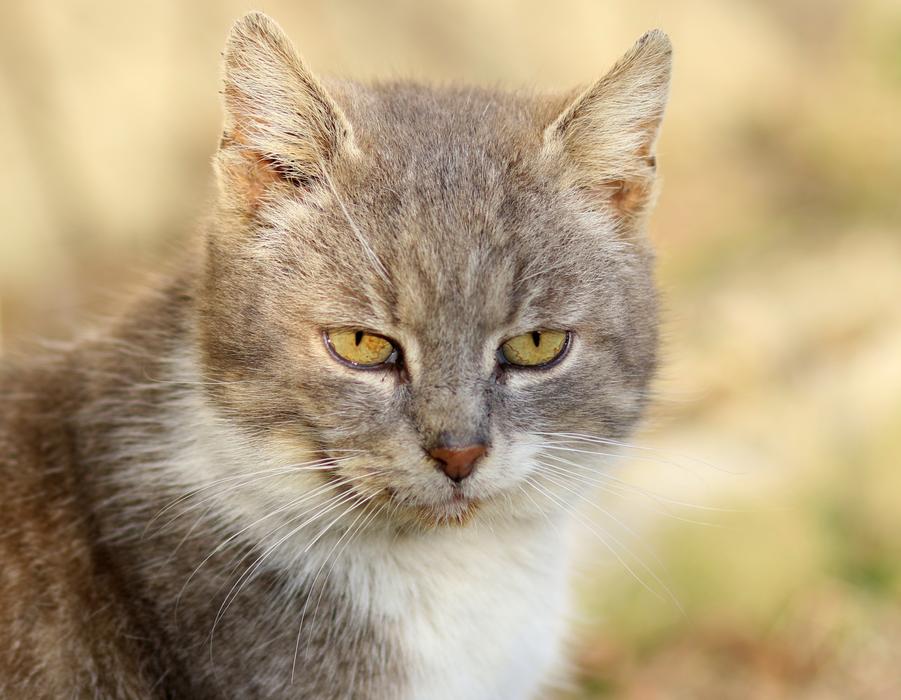 nature muzzle green eyes