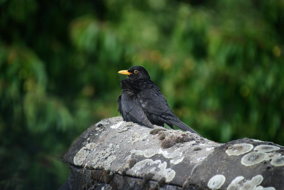 blackbird on a rock in the woods