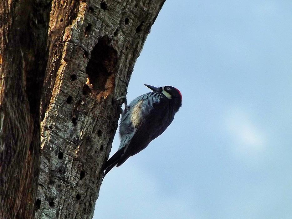 black backed woodpecker
