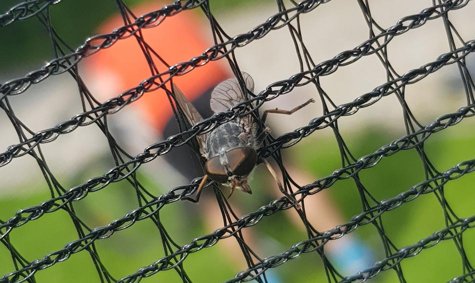 there's a fly stuck in the fence