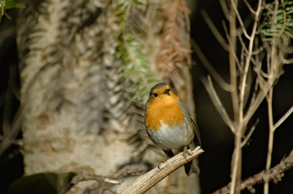 a magnificent bird in a hollow tree