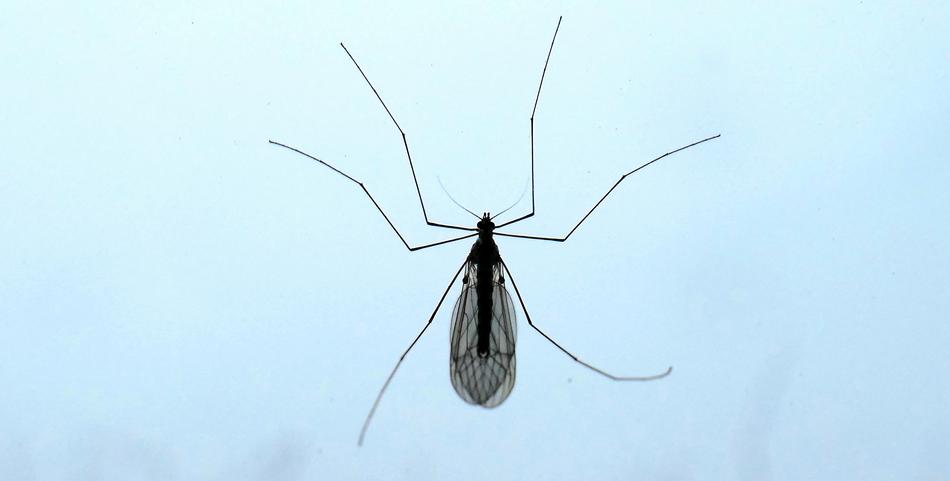 big mosquito on a blue background
