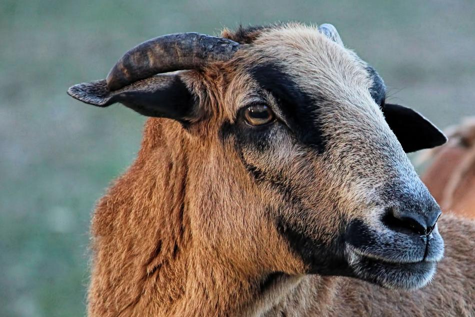 brown wild goat