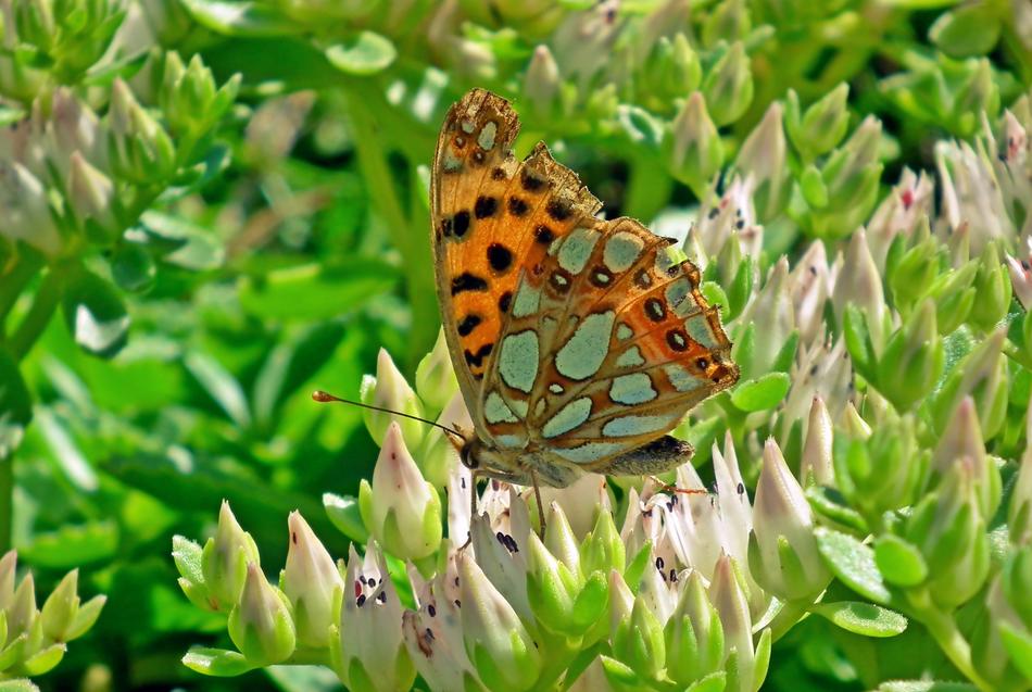 orange butterfly in grass patterns
