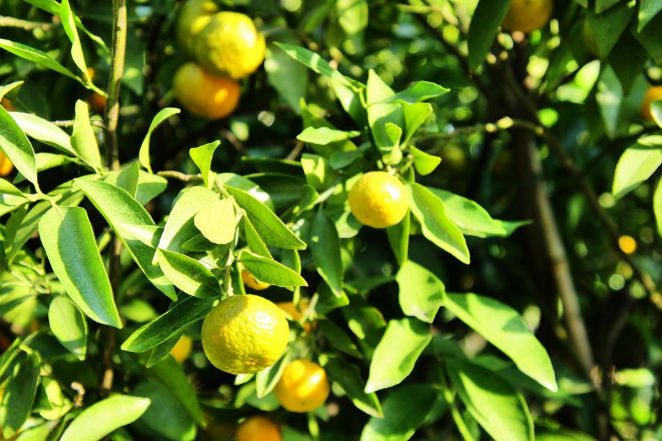 fruit garden tree