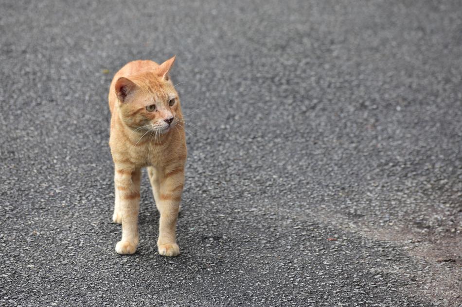 a cute ginger cat on the pavement