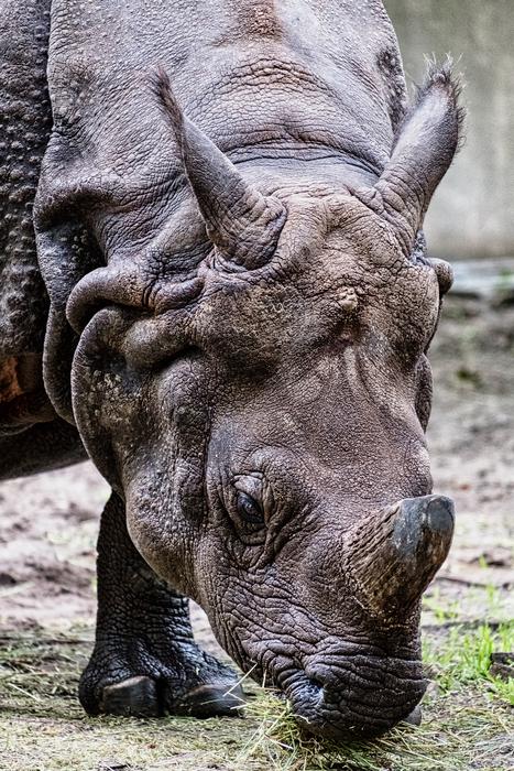 rhinoceros drinking grass water