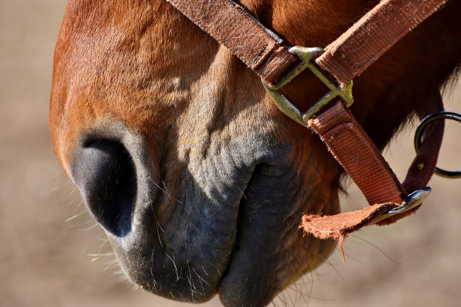 a brown horse with a black face