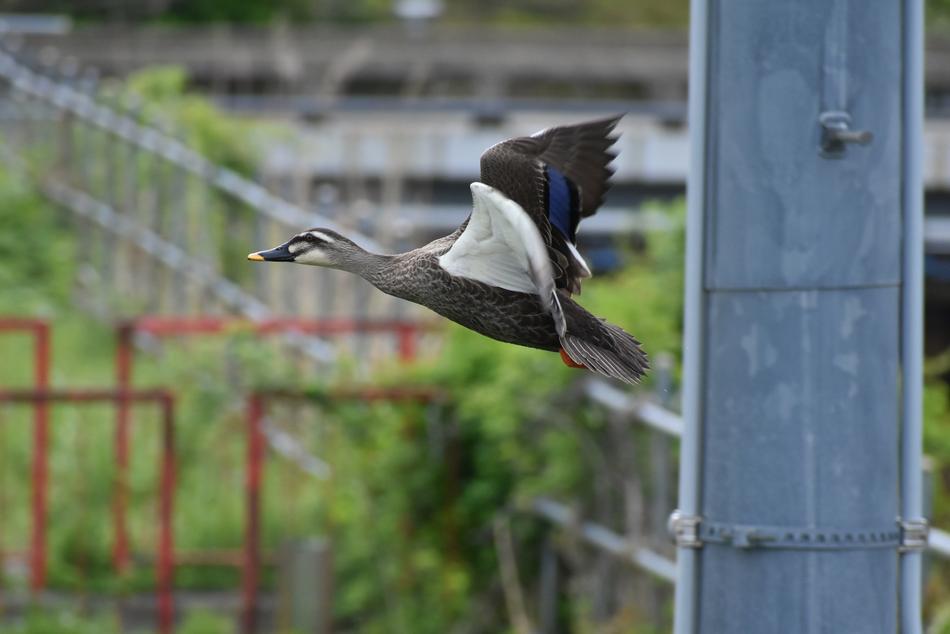 ptzia the duck soaring through the sky