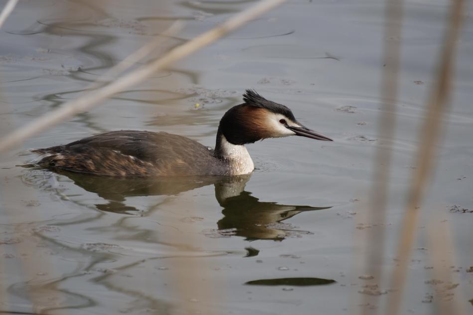 quick duck water view
