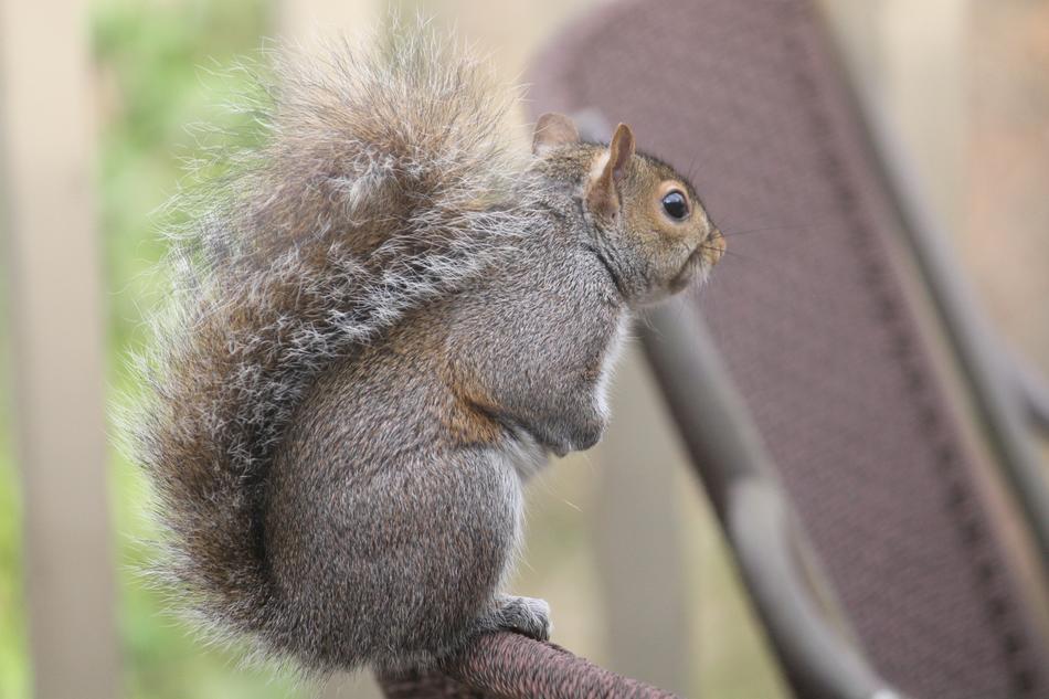 brown squirrel in the wild