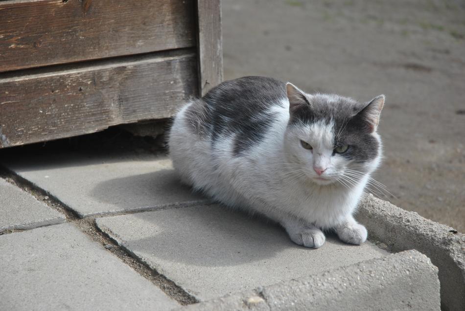 white cat with gray spots