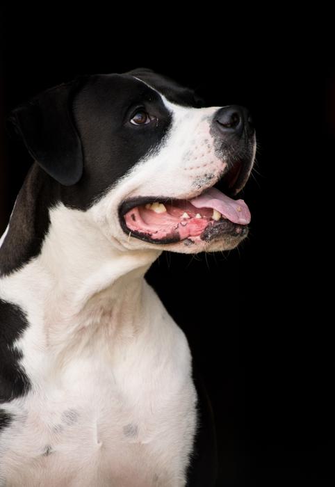 white dog with black spots