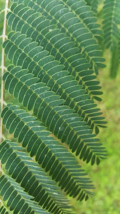 Leaves Wallpaper Plant
