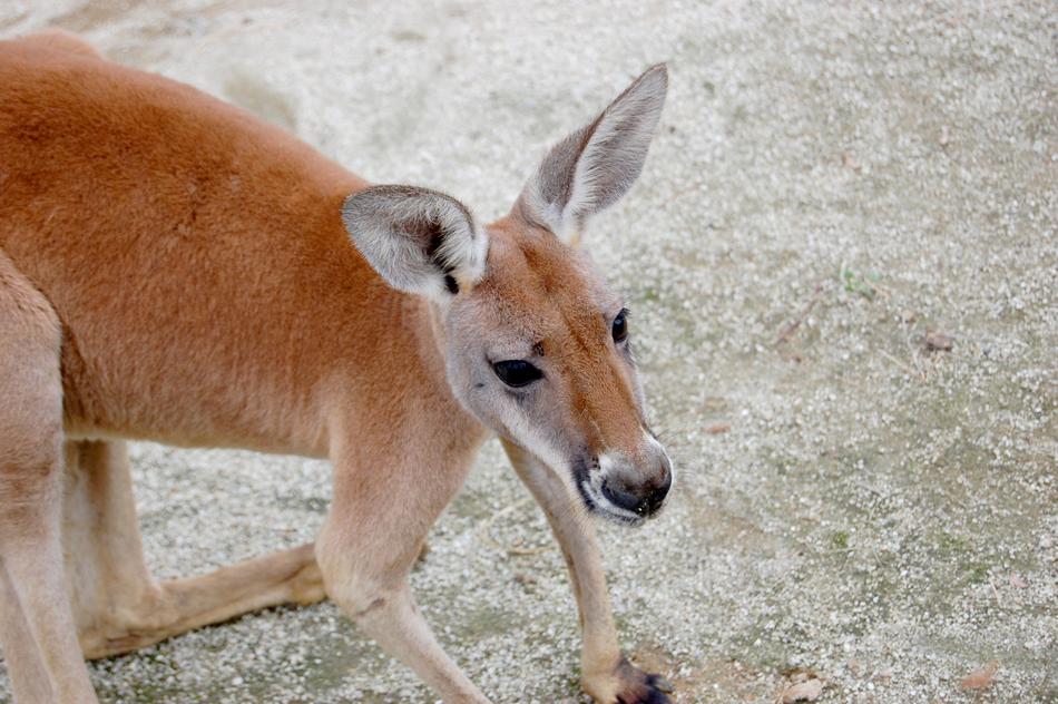 kangaroo on a walk