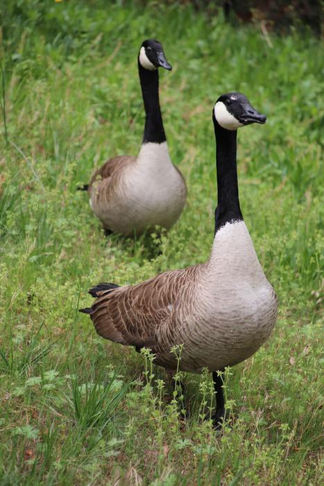 two ducks in a green field