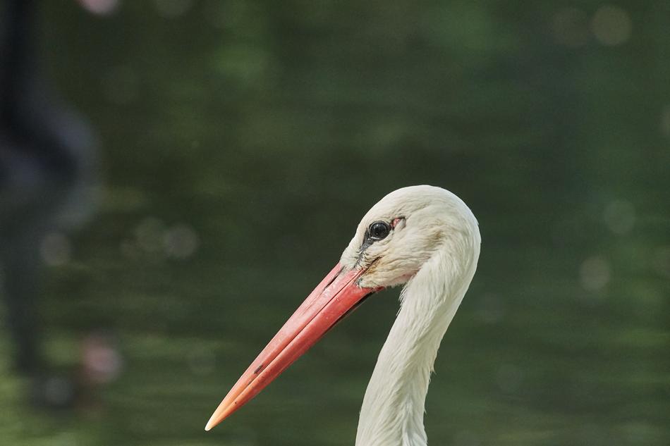white pelican with red beaks