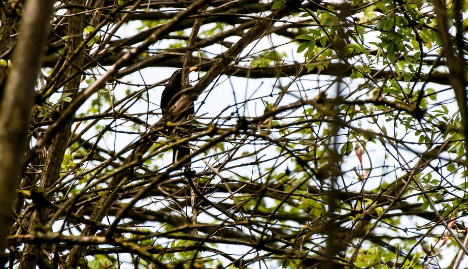 bird with trees and leaves