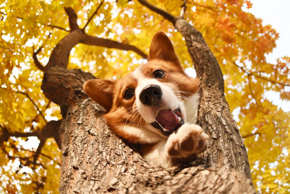 fluffy dog in the trees