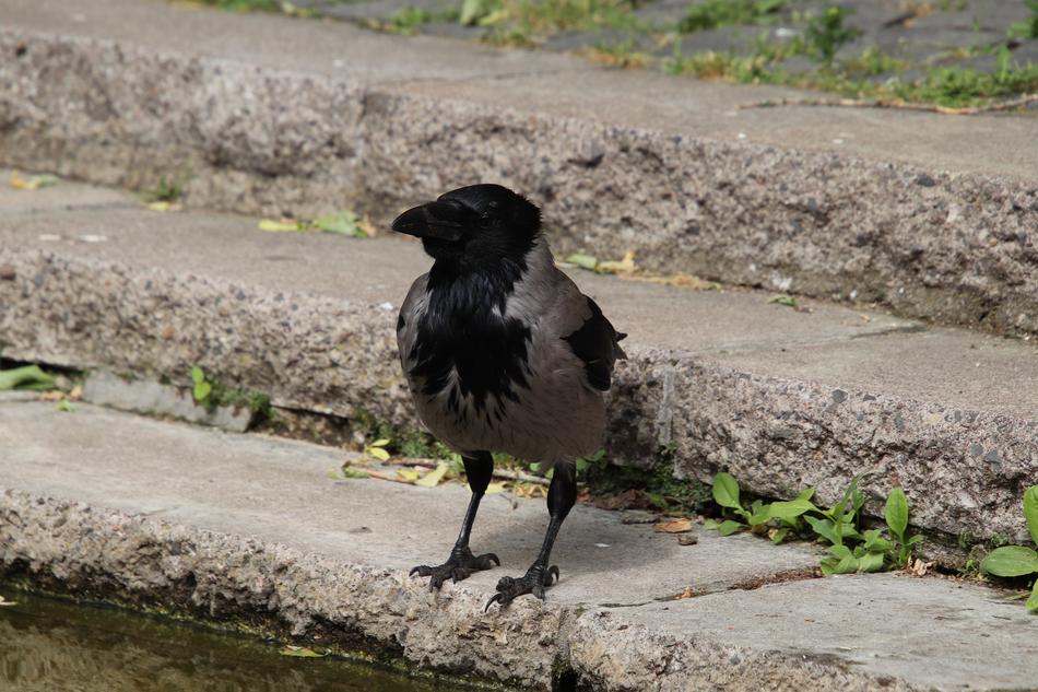 black crow on the stairs