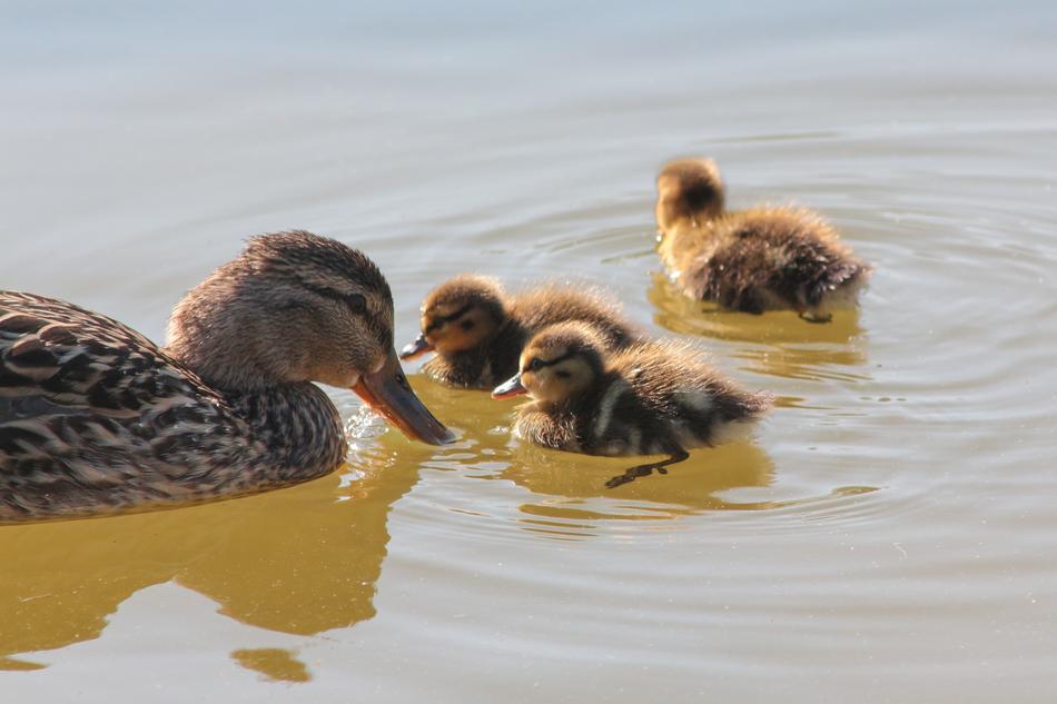 duck and ducklings in the water view